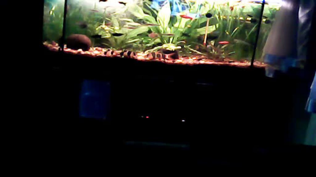 agusia54